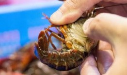 娛樂圈爆料小龍蝦,小龍蝦事件背后的真相揭秘