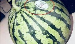 青海網(wǎng)紅吃瓜,揭秘高原美食背后的故事