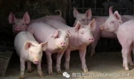 養(yǎng)豬導(dǎo)演爆料視頻播放,視頻播放背后的驚人真相