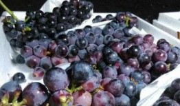 網紅提子最新爆料新聞,揭秘娛樂圈驚人內幕