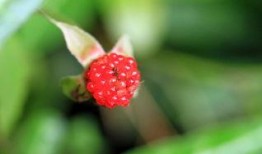 野草莓 在線觀看,探尋自然之美，感受生命之韻