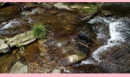 泉水在線觀看,探尋自然之美，感受詩意流淌