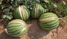 吃瓜學生網紅東北,揭秘東北網紅背后的故事