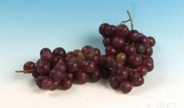 網紅提子最新爆料新聞,揭秘娛樂圈驚人內幕