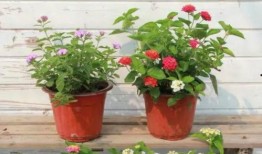 愛羅最新爆料新聞視頻,揭秘娛樂圈驚人內幕！