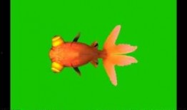 金魚爆料視頻大全集最新,揭秘幕后真相，帶你走進神秘世界