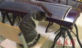 小貓時(shí)裝爆料視頻,小貓時(shí)裝爆料視頻驚艷亮相