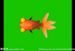 金魚爆料視頻大全,揭秘視頻大全中的精彩瞬間