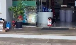 新興寵物店爆料新聞視頻