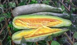 青田網紅吃瓜,揭秘幕后故事與熱門話題