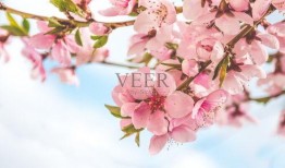 光遇最新桃花季節爆料,探尋神秘桃花源之旅