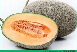 哈密的哈密瓜免費吃嗎,揭秘哈密瓜免費品嘗的奧秘