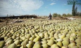 新疆吃瓜網紅是誰啊視頻,視頻走紅背后的故事