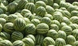 真實緬北免費吃瓜,免費吃瓜背后的真實故事