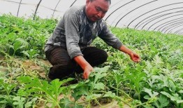 鄭州吃瓜娛樂官網(wǎng),揭秘城市美食與娛樂新風(fēng)向