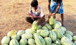 吃瓜學生網紅東北,揭秘東北網紅背后的故事